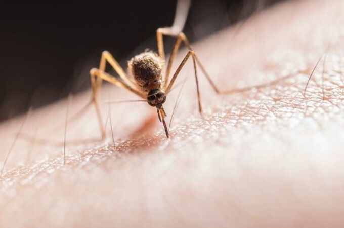 Los mosquitos transmiten el parásito "Plasmodium", que causa la malaria
