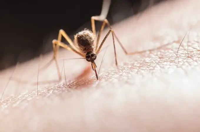 El sencillo truco para evitar que los mosquitos te piquen, según los científicos