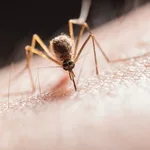 Los mosquitos transmiten el parásito "Plasmodium", que causa la malaria