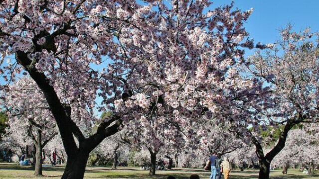 Ya se pueden apreciar los primer almendros en flor de la capital