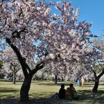 Ya se pueden apreciar los primer almendros en flor de la capital