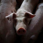 Ganaderos mexicanos innovan con vacunas para mejorar la salud de los cerdos