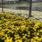 El cultivo de la flor es habitual en la Costa Noroeste de Cádiz