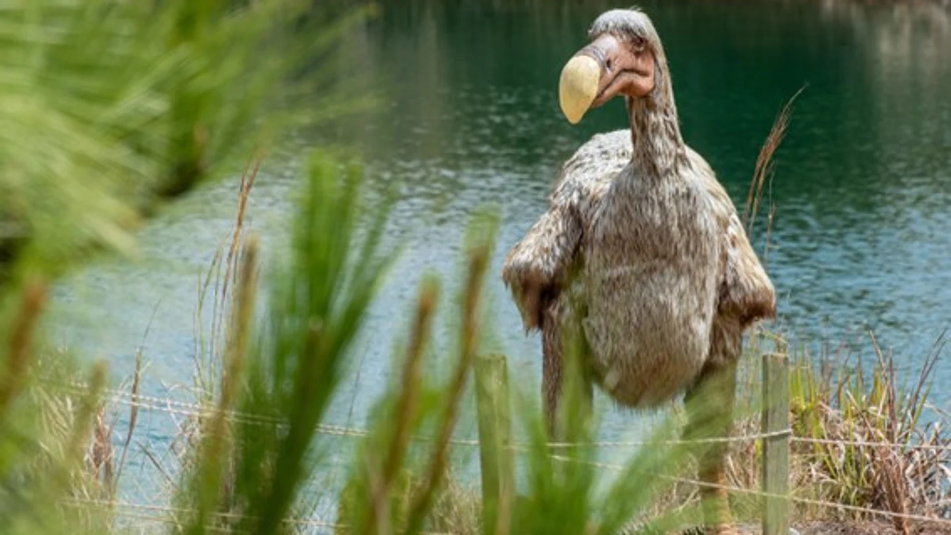 Pésima reconstrucción de un dodo, pero puede que más cercana a lo que Colossal Biosciences puede ofrecer