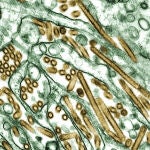 In this electron micrograph provided by the Centers for Disease Control, the bird influenza virus strain H5N1, seen in gold, grown in MDCK cells, seen in green, is seen in this 1997 photograph.  Although a relatively few people have died from the bird flu, experts continue to voice concern of a global pandemic should the virus mutate into a strain that readily attacks humans.