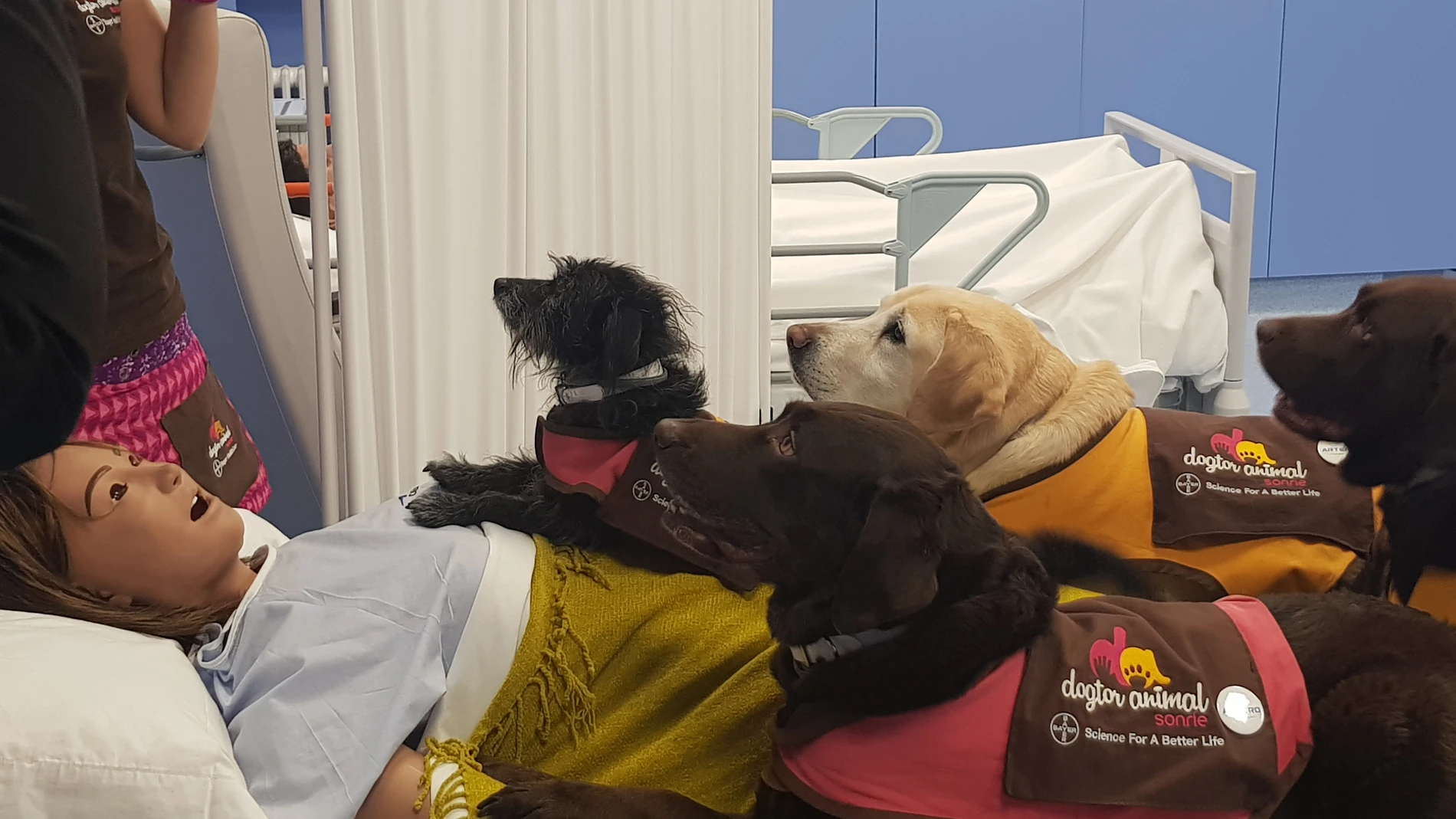 La UPSA ofrece un curso de intervención asistida con animales y sus beneficios terapéuticos