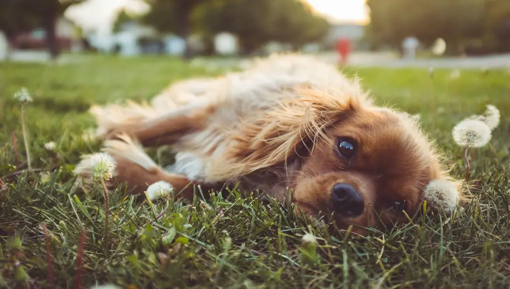 Motivos por los que el perro se revuelca en la hierba