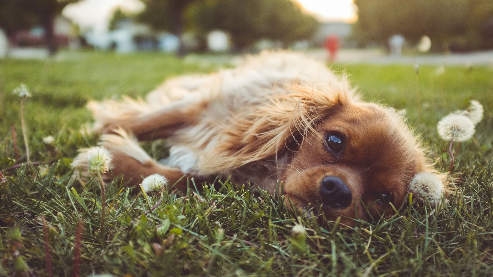 Motivos por los que el perro se revuelca en la hierba