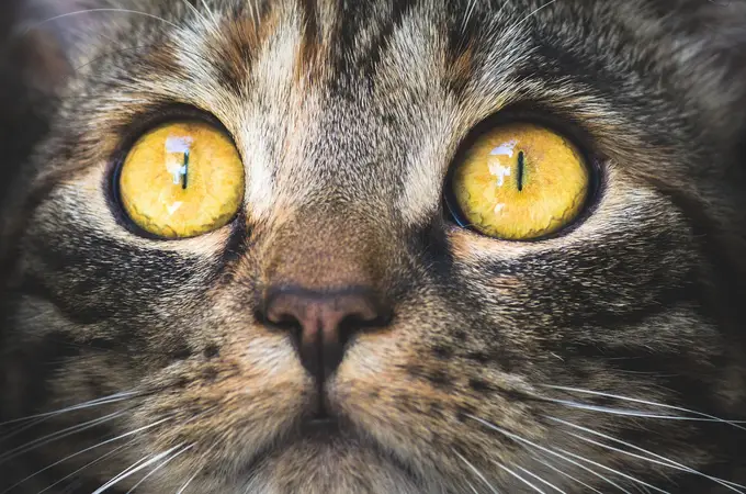 ¿Se puede saber cómo será tu gato dependiendo de su color? La ciencia dice que sí