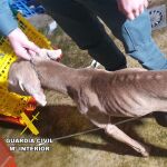 Investigan en Las Merindades (Burgos) a la propietaria de un perro por maltrato animal