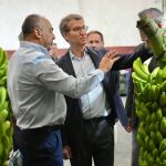 El líder del PP Alberto Núñez Feijóo visita una plantación de plátanos en La Palma 