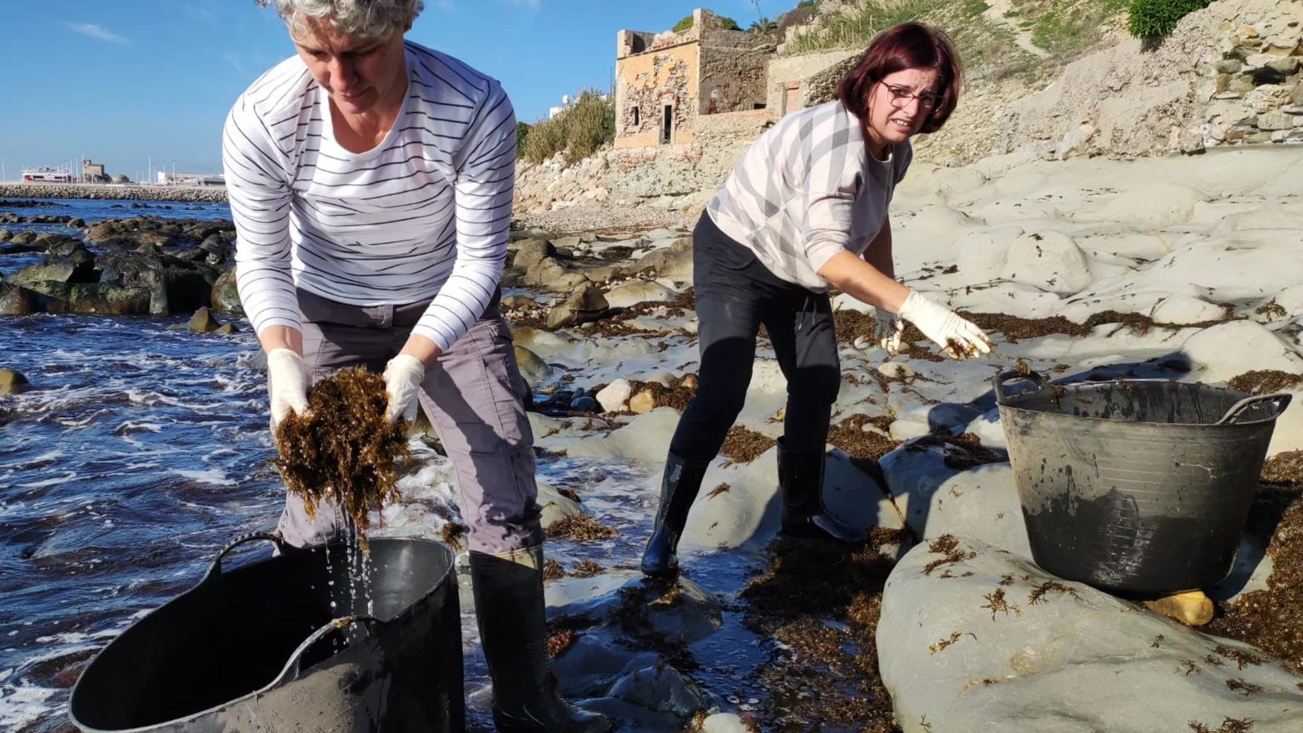El alga invasora, un «antídoto» contra la seca en Los Arcornocales 