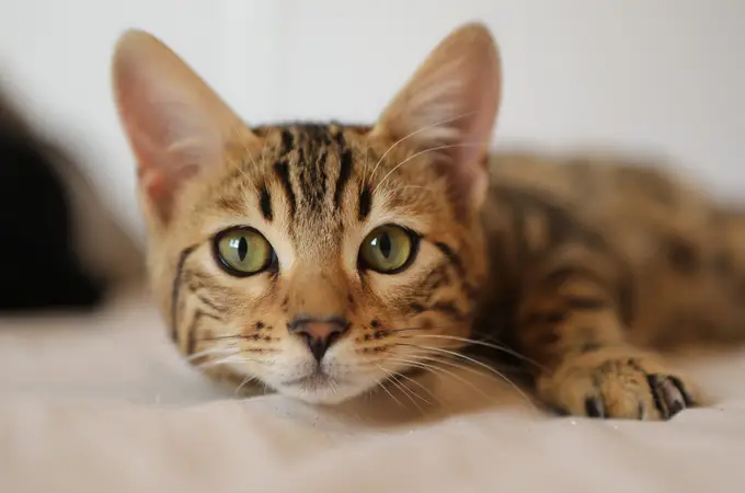 ¿Cuántos años vive un gato? Esto es lo que dice un estudio realizado por científicos de Reino Unido