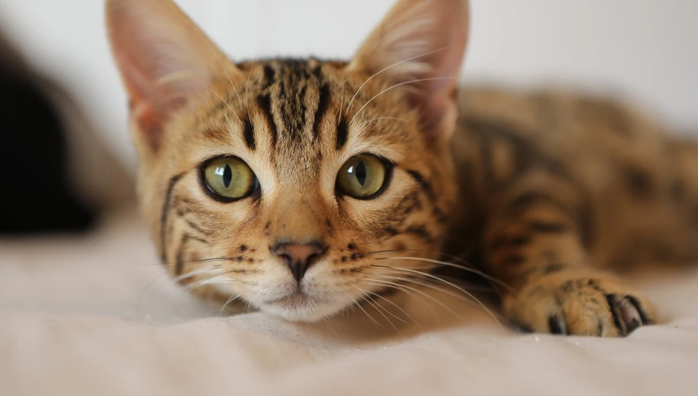 ¿Cuántos años vive un gato? Esto es lo ... ¿Cuántos años vive un gato? Esto es lo ...