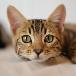 Según los expertos, cada gato puede emitir más de 60 maullidos distintos para comunicarse con los de su especie, cada uno de ellos con un significado concreto.