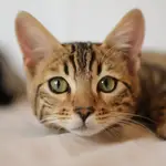 Técnicas para ayudar a los gatos con la separación de sus dueños durante las vacaciones