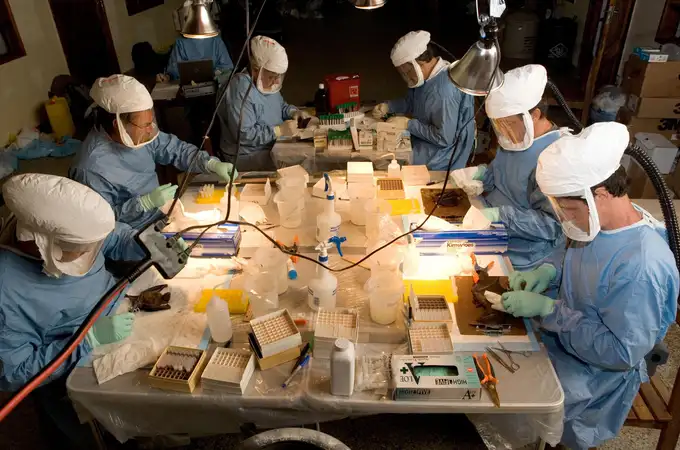 Sanidad propone aislar en hospitales los posibles casos del virus de Marburgo