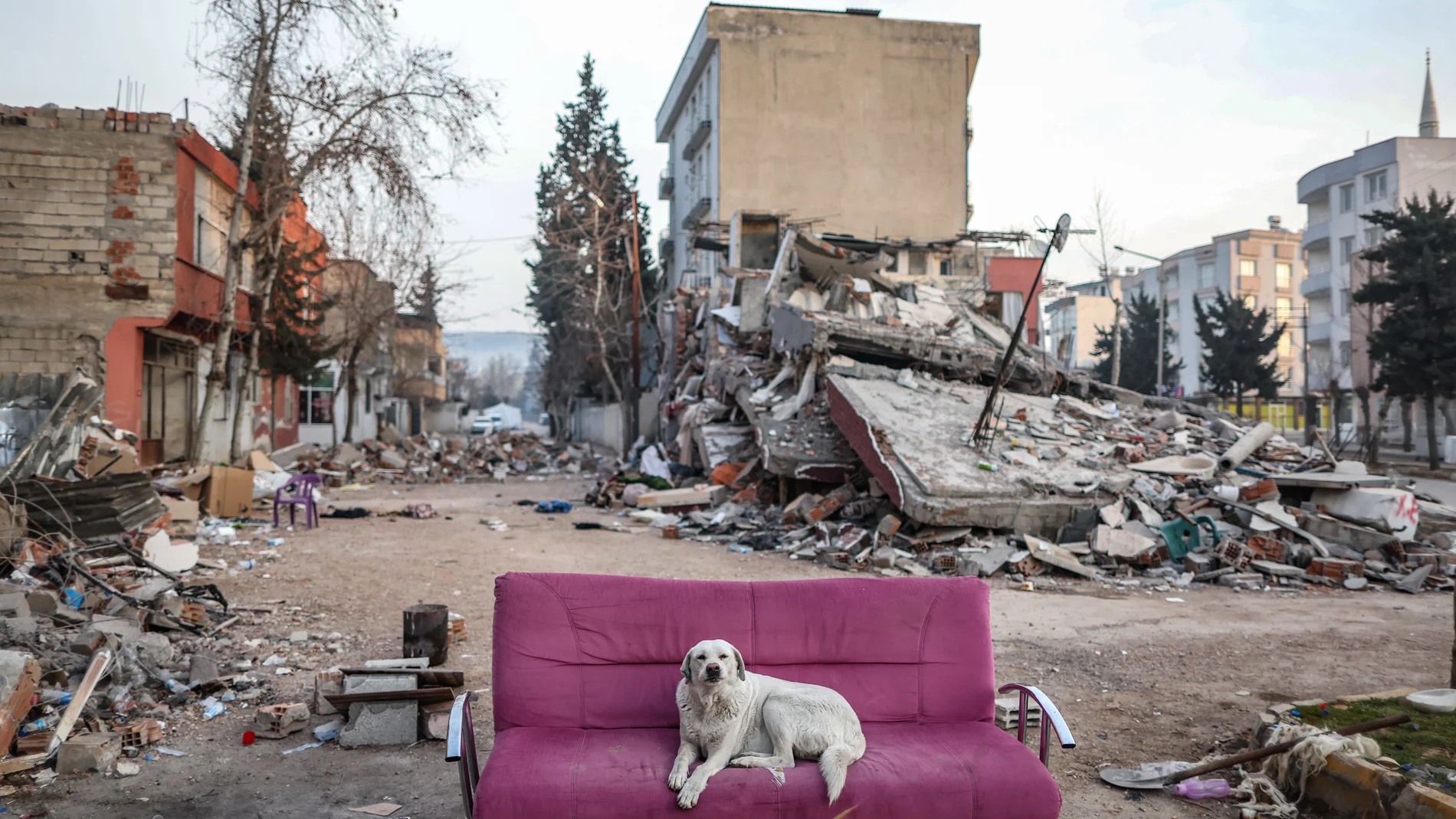 -FOTODELDIA- Adiyaman (Turquía), 18/02/2023.- Un perro en un sofá este domingo entre los escombros producidos por el terremoto que asoló el país en la localidad de Adiyaman. Al menos 44.000 personas han muerto tras el terremoto del pasado 6 de febrero.