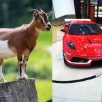 ¿Qué prefieres ganar, una cabra o un coche?