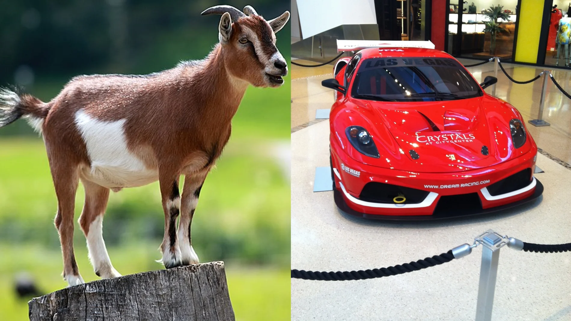 ¿Qué prefieres ganar, una cabra o un coche?