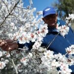 Las bajas temperaturas retrasan el esplendor de la floración en Cieza (Murcia) hasta la segunda semana de marzo
