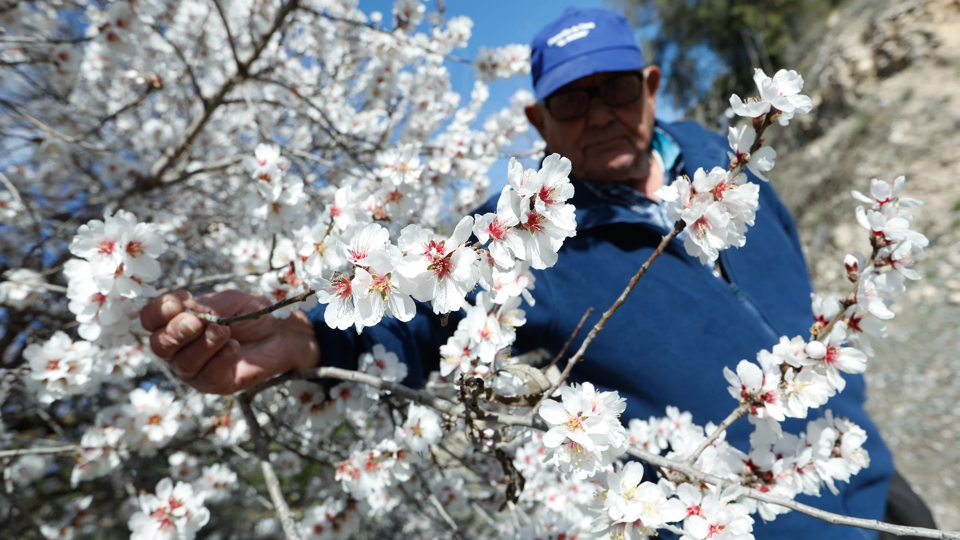 El frío retrasa el esplendor de la floración en Cieza (Murcia) hasta la primera quincena de marzo EDU BOTELLA/EUROPA PRESS 27/02/2023