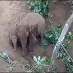 Una elefanta y su cría son rescatadas de un profundo hoy en Tailandia