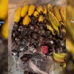 La droga oculta en los plátanos