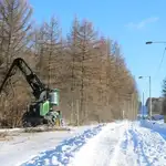 Las maquinas empiezan a retirar los árboles de la frontera entre finesas-rusa