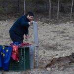 El presidente de la Comunidad, Fernando López Miras, participó hoy en la suelta de tres ejemplares de lince ibérico 