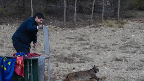 El presidente de la Comunidad, Fernando López Miras, participó hoy en la suelta de tres ejemplares de lince ibérico