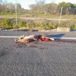 El lince Kadir tras ser atropellado en Doñana
