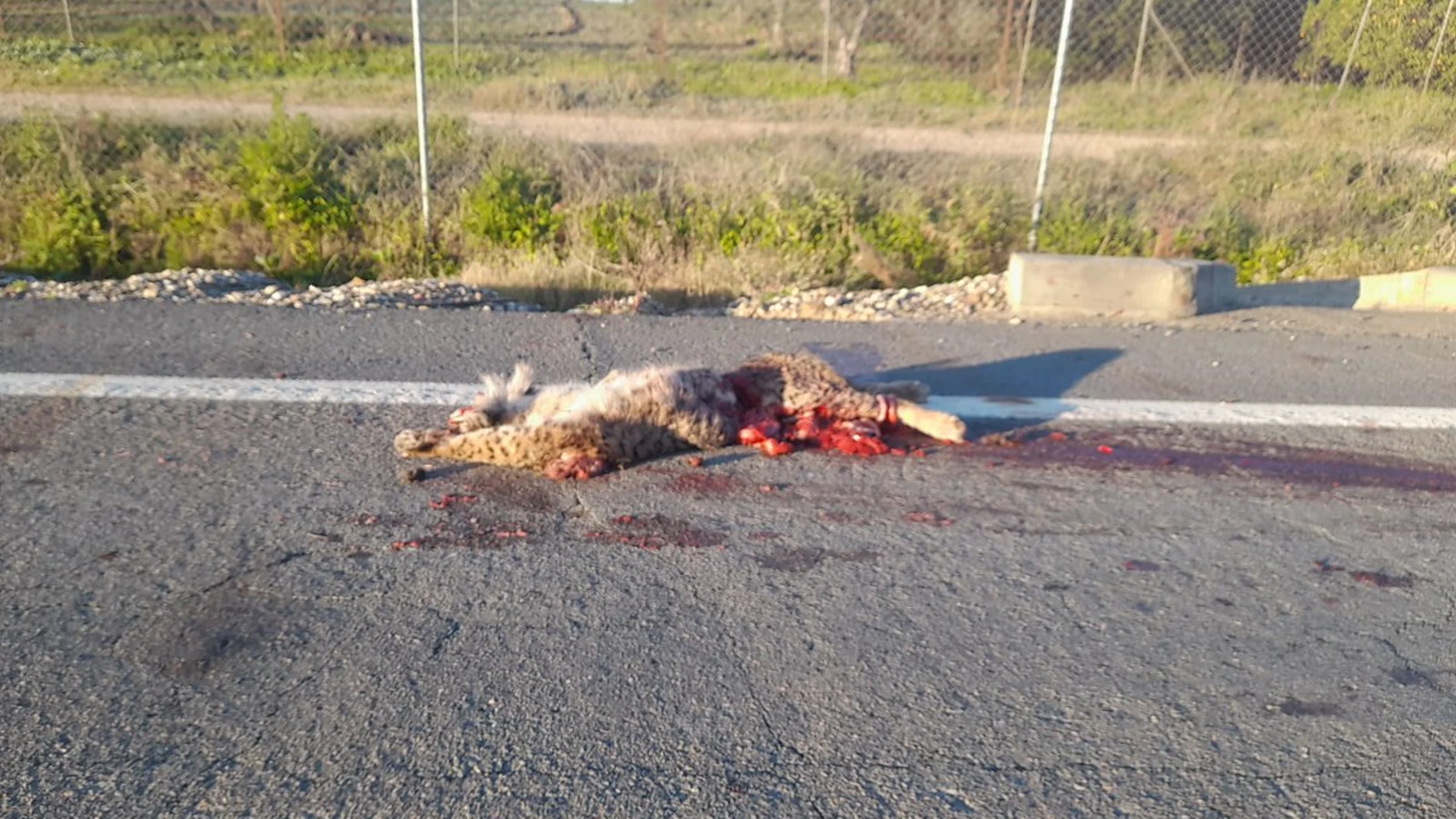 El lince Kadir tras ser atropellado en Doñana