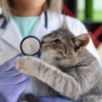 Gato en el veterinario