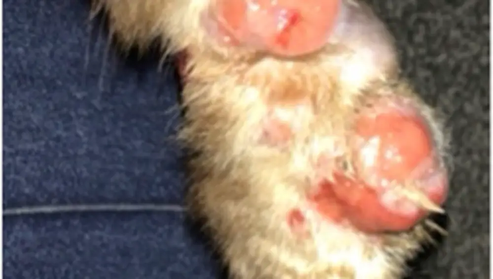 Los gatos con esporotricosis con frecuencia tienen lesiones en la cara y en las patas