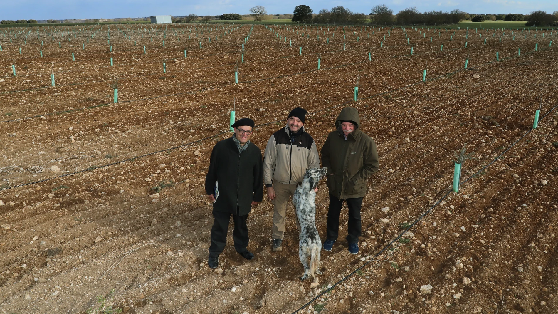 El catedrático de Micología, Andrés Oria, y los truficultures Jesús Peral y José Hernandez con su perro Tor en una plantación de encinas micorrizadas con trufas