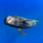 ballena piloto
