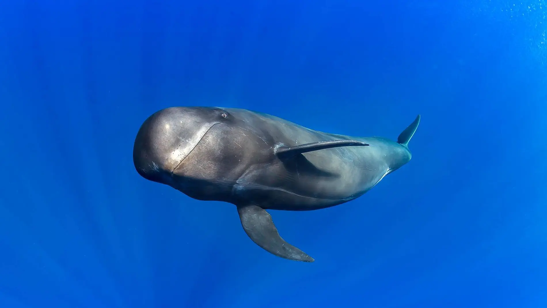 ballena piloto