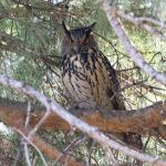 El Retiro de Madrid tiene nuevos "vecinos": tres ejemplares de búho real