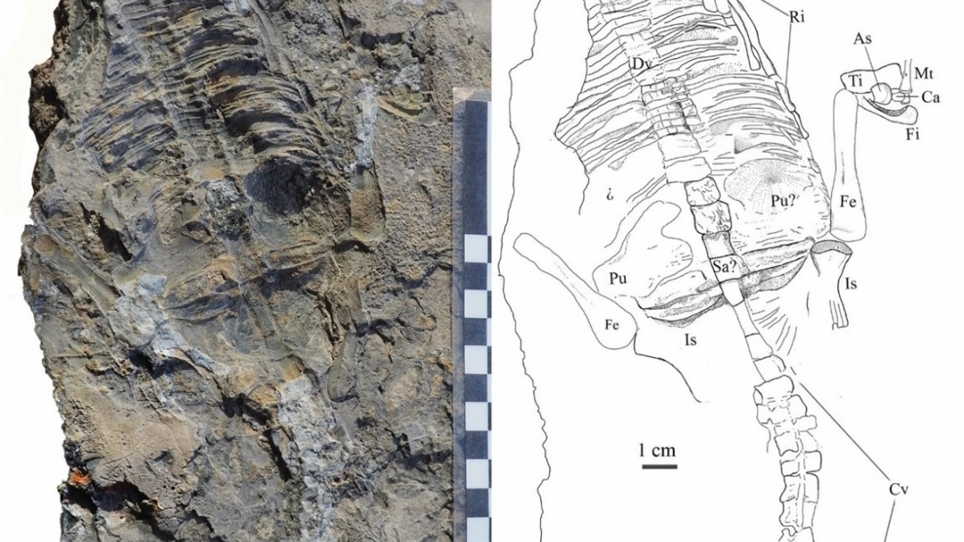 Parte de los restos del reptil marino del Triásico Medio de Cehegín (Murcia) UA 07/03/2023