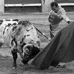 Spanish bullfighter Antonio Chenel&#39;s &#39;Antonete&#39; fighting against his second bull of the evening called &#39;Atrevido&#39; of Osborne ranch during the San Isidro Fair held at the bullring of Las Ventas, Madrid Spain. 