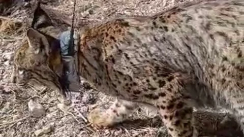 Liberado el cuarto lince ibérico en la Región de Murcia