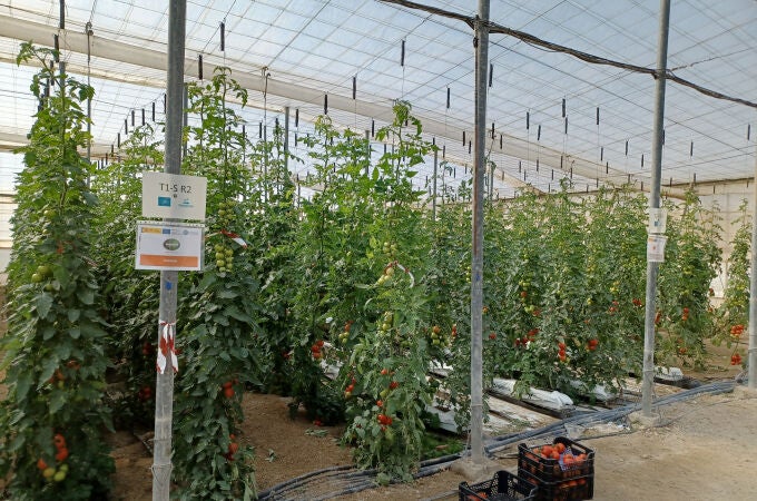 Los productores almerienses defienden los invernaderos, un «vergel debajo del plástico»