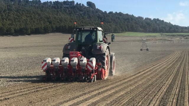 Un agricultor recoge la remolacha