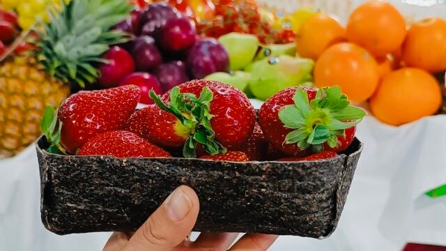 Bandeja de alimentos creada a partir de algas marinas.