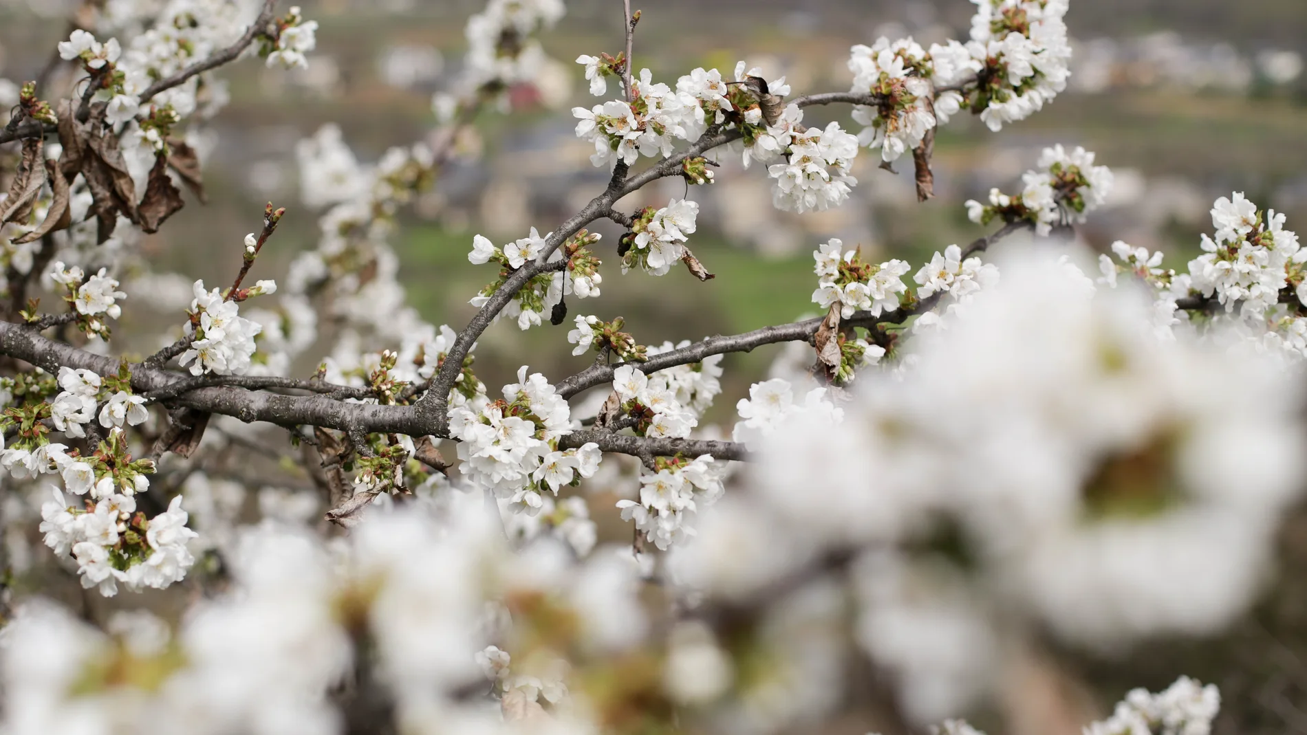 La floración de los cerezos en primavera