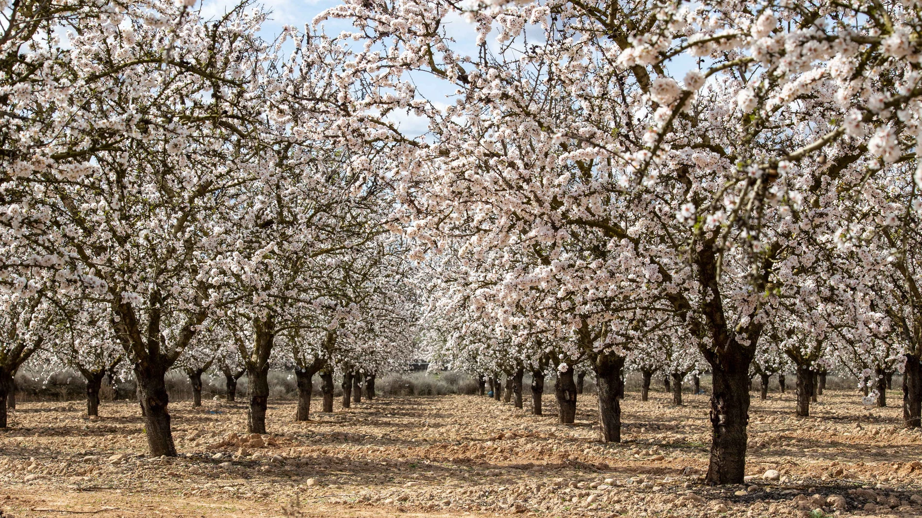 Almendros en flor en La Rioja