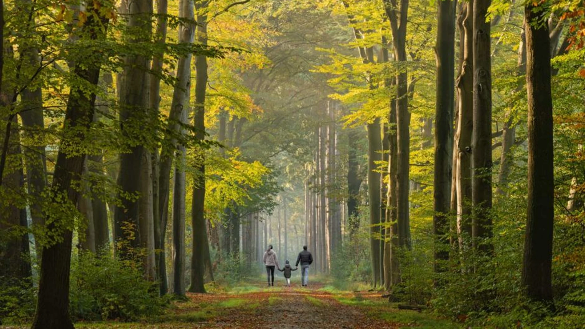 5 consejos para cuidar los bosques en tus excursiones