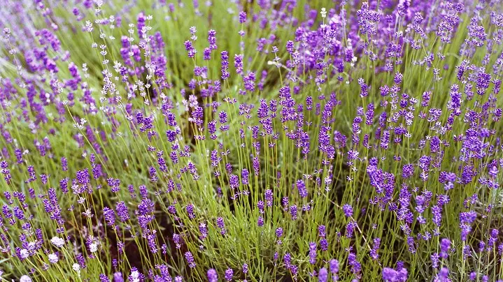 Lavanda