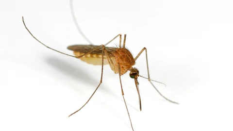 Mosquito